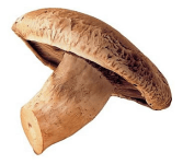 mushroom