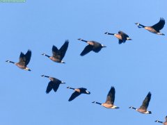 geese in formation